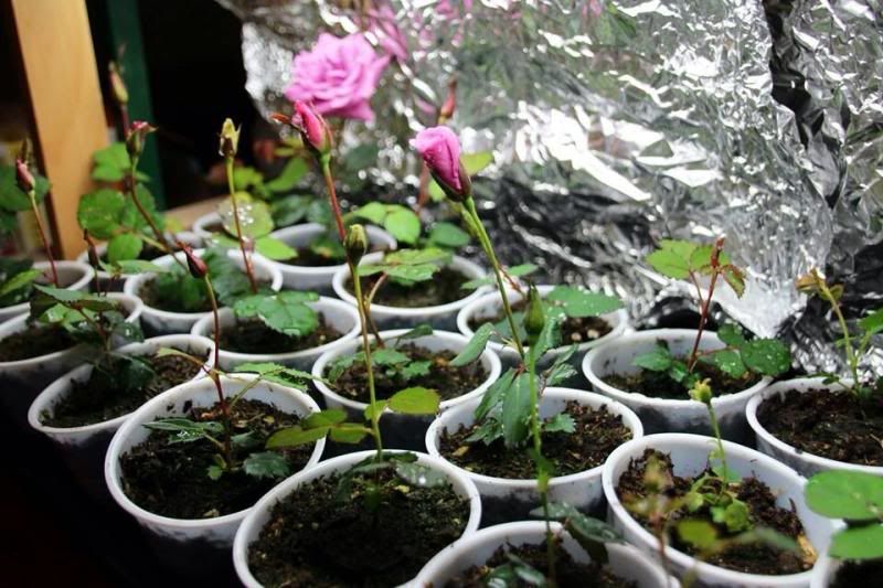  photo image_zpsc4b13710.jpg